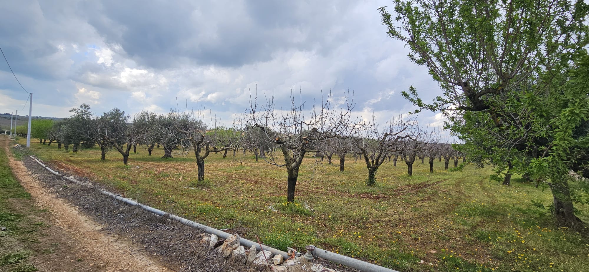 Terreno di 33.700 mq ca. con Fabbricato Rurale